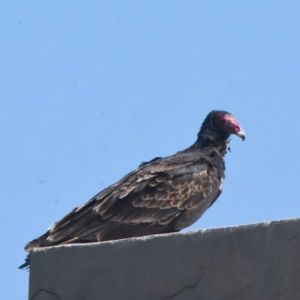 turkey vulture